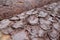 Close up of stacked tree trunks, bark