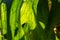 Close Up of Staghorn Fern Leaf