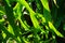 Close Up of Staghorn Fern Leaf