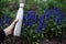 Close-up of stainless thermos bottle for water in field of sage flower.