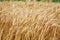 Close up stalks of wheat, grain harvest