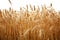 Close up stalks of wheat on a white