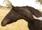 Close up of a Stallion horse being patted in an open field with a bokeh background