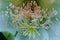 Close up stamen and stigma of cereus cactus flower