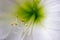 Close up of stamen on white amaryllis