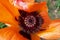 Close up of stamens and central part of bright orange poppy