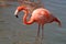 Close up of a standing Flamingo (Side view)