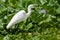 Close-up of a standing great egret