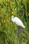 Close-up of a standing great egret