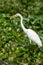 Close-up of a standing great egret