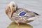 Close up of Standing Mallard duck in a lake, female