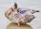 Close up of Standing Mallard duck in a lake, female