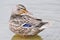 Close up of Standing Mallard duck in a lake, female