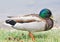 Close up of Standing Mallard duck in a lake, male