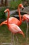 Close up of Standing Pink Flamingos in a pond