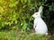 Close up standing rabbit toy on green grass