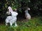 Close up standing rabbit toy on green grass