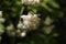 a close up of a Staphylea pinnata blossom