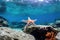 close-up of a starfish clinging to an underwater rock