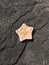 Close up starfish on obsidian rock