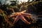 a close up of a starfish on a rocky ground with grass and plants in the background and a sun shining through the sky in the