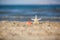 Close up of starfish and seashells on beach sand