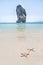 Close up starfishs and shells on sandy beach