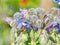 Close up of starflower with dew and bee