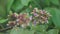 Close up of starfruit star fruit flower, averrhoa carambola