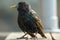 Close-up of a starling