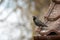 Close up of starling perched on roof edge