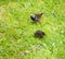 Close up of starlings on the grass outside in garden eating