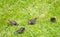 Close up of starlings on the grass outside in garden eating