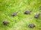 Close up of starlings on the grass outside in garden eating