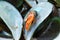 Close up of steamed mussel open shell on plate