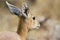 Close up on a Steenbok in Kruger National park