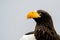 Close up of a Steller's sea eagle head. Yellow bill and eye, large nostrils. Against the background of nature