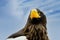 Close up of a Steller`s sea eagle head. Yellow bill and eye, large nostrils. Against a blue and white sky