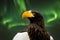 Close up of a Steller's sea eagle head. Yellow bill and eye, large nostrils. Green northern lights, polar light behind