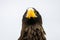 Close up of a Steller's sea eagle head. Yellow bill and eye, large nostrils. Snot drips from the nostril. Against the