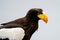 Close up of a Steller`s sea eagle head. Yellow bill and eye, large nostrils. Snot drips from the nostril. Against the background