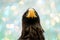 Close up of a Steller's sea eagle head. Yellow bill and eye, large nostrils. Snot drips from the nostril. Against a blue