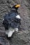 Close up of a Steller`s sea eagle on the rocks.