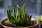 Close up stem of huernia stapelia gigantea in planting pot