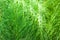 Close-up of stem and leaves of Equisetum telmateia, aka great horsetail or giant horsetail