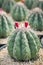 Close up stem of melocactus with red fruit on cephalium