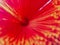 Close up stem of red bright Chrysanthemum flower