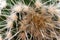 Close up on the stem and spines of a hairy cactus