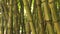Close up stem of sugar cane in jungle forest. Background green trunk of bamboo tree in tropical rainforest.