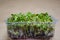 Close up stems and roots of germinating radish microgreen seeds through linen mat in plastic container. Kit for growing